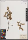 Foto von Salix caprea L.